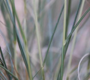 Cymbopogon schoenanthus leaves