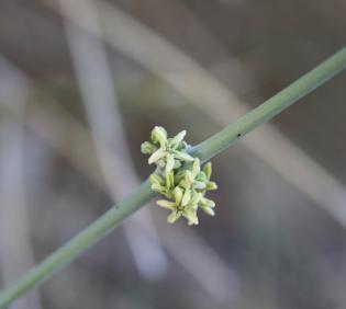 Leptadenia pyrotechnica flowers