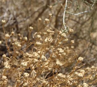 Peganum harmala fruits
