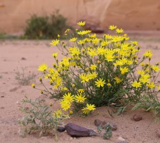Whole plant
