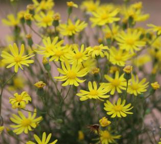 Senecio glaucus subsp. coronopifolius flowers