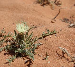 Whole plant