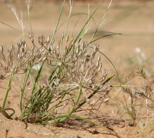 Whole plant
