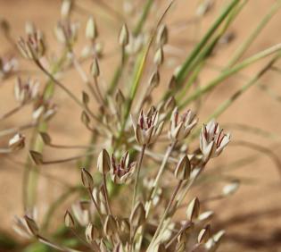 Flowers of Allium sindjarense