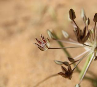 Flowers of Allium sindjarense