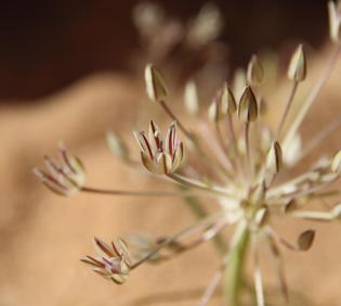 Flowers of Allium sindjarense