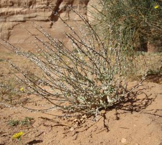 Whole plant