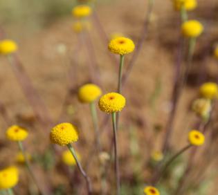 Otoglyphis factorovskyi flowers