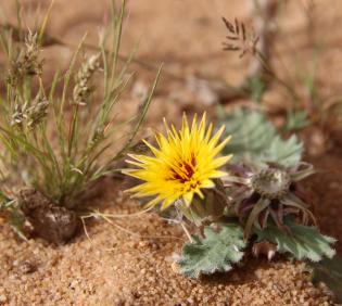 Whole plant