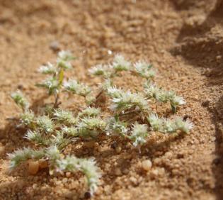 Whole plant