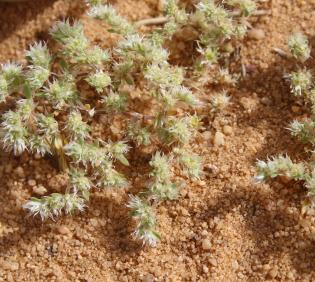 Whole plant