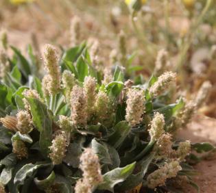 Plantago ciliata fruits