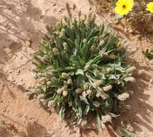 Whole plant