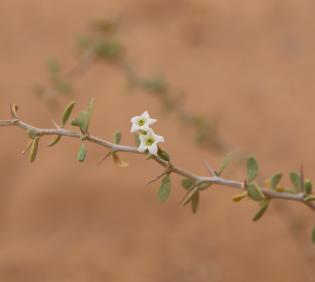Lycium shawii flower
