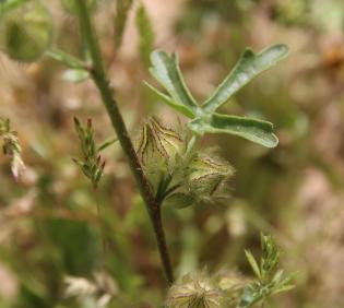 Malva ludwigii leaf