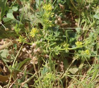 Whole plant