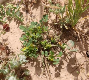 Whole plant