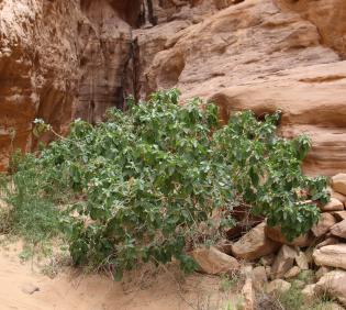 Whole plant