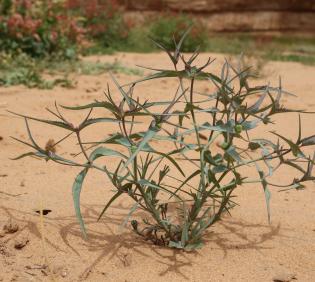 Whole plant