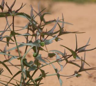 Euphorbia retusa fruits