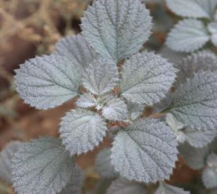 Forsskaolea tenacissima leaves