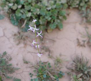 Whole plant