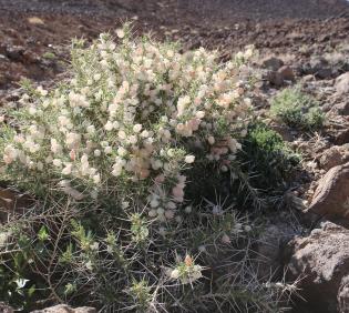 Whole plant