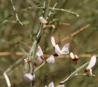 Retama raetam flowers