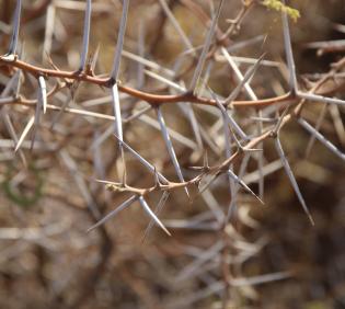 Vachellia tortilis subsp. tortilis thorns