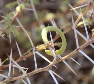 Vachellia tortilis subsp. tortilis fruit