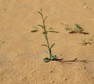 Retama raetam seedling
