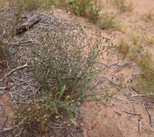 Whole plant