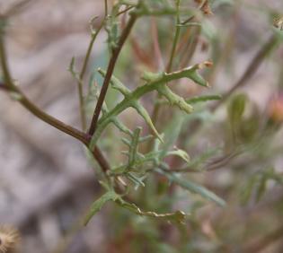 Senecio hoggariensis leaves