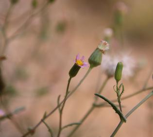Senecio hoggariensis flowers