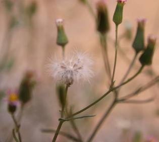 Senecio hoggariensis fruits