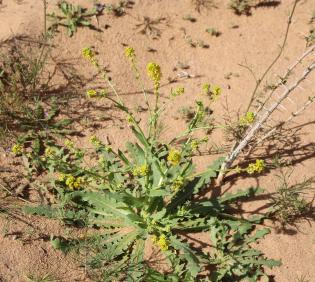 Whole plant