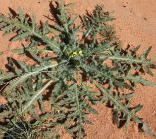 Hyoscyamus pusillus leaves
