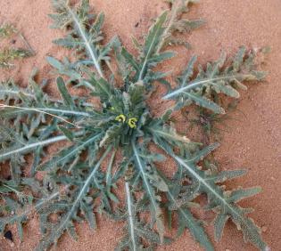 Hyoscyamus pusillus leaves