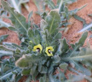 Hyoscyamus pusillus flowers