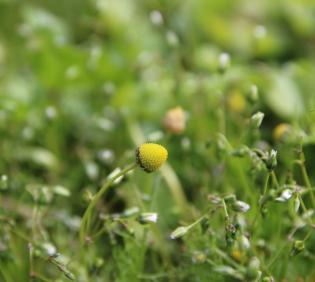 Matricaria aurea flowers