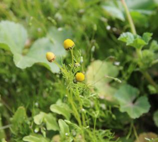 Matricaria aurea flowers