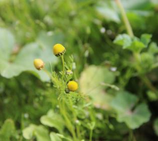 Matricaria aurea flowers