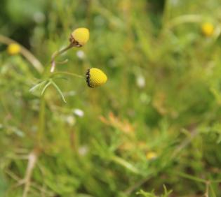 Whole plant