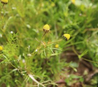 Whole plant
