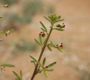 Cleome amblyocarpa flowers