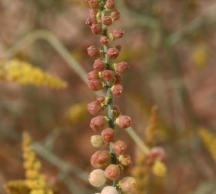 Ochradenus baccatus fruits