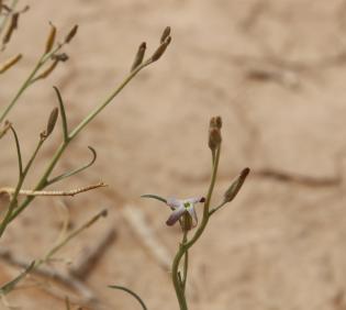 Farsetia aegyptia flower