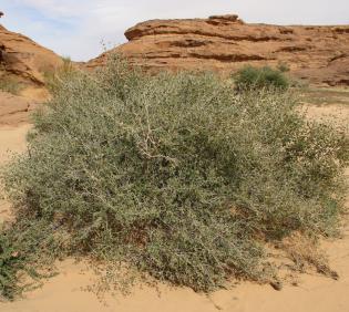 Whole plant