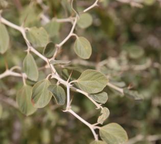 Ziziphus nummularia leaves