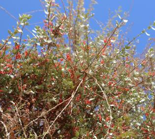 Whole plant